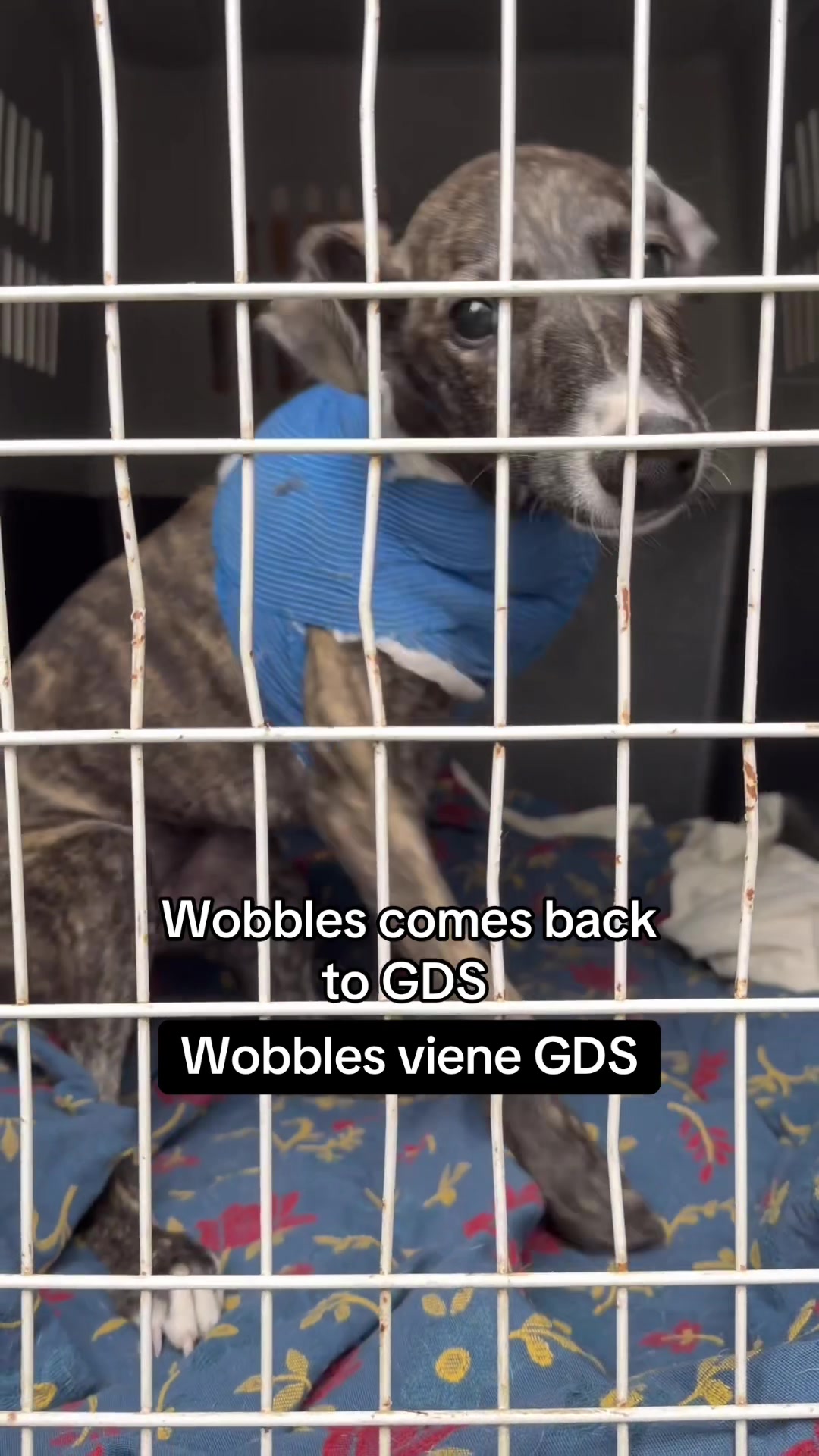 @Galgos del Sol