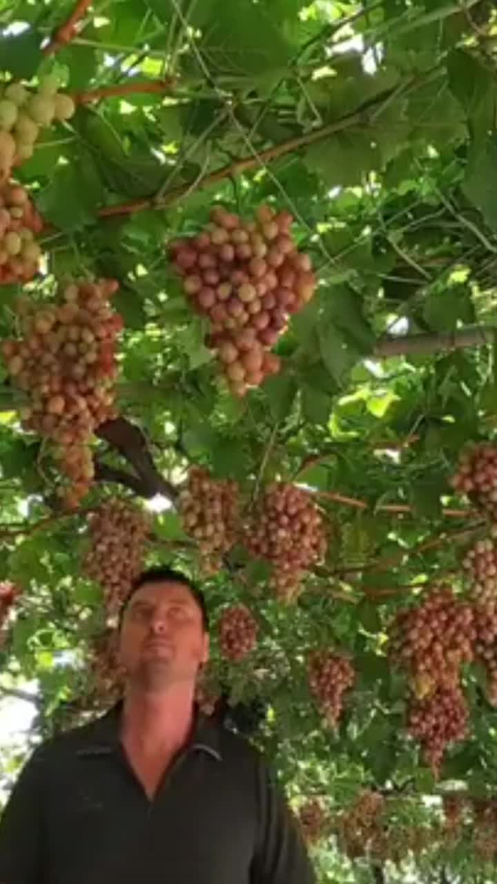 @Минчо Танков