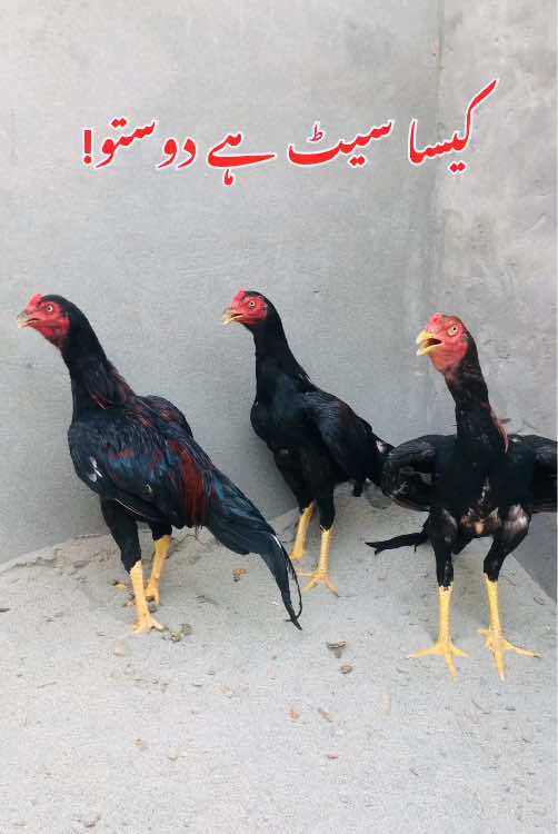 @Poultry Markaz