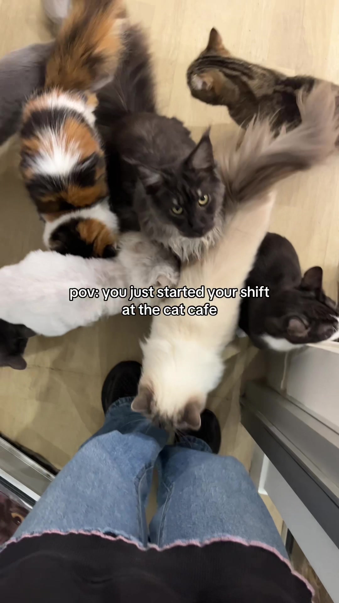 @crazycatcafe