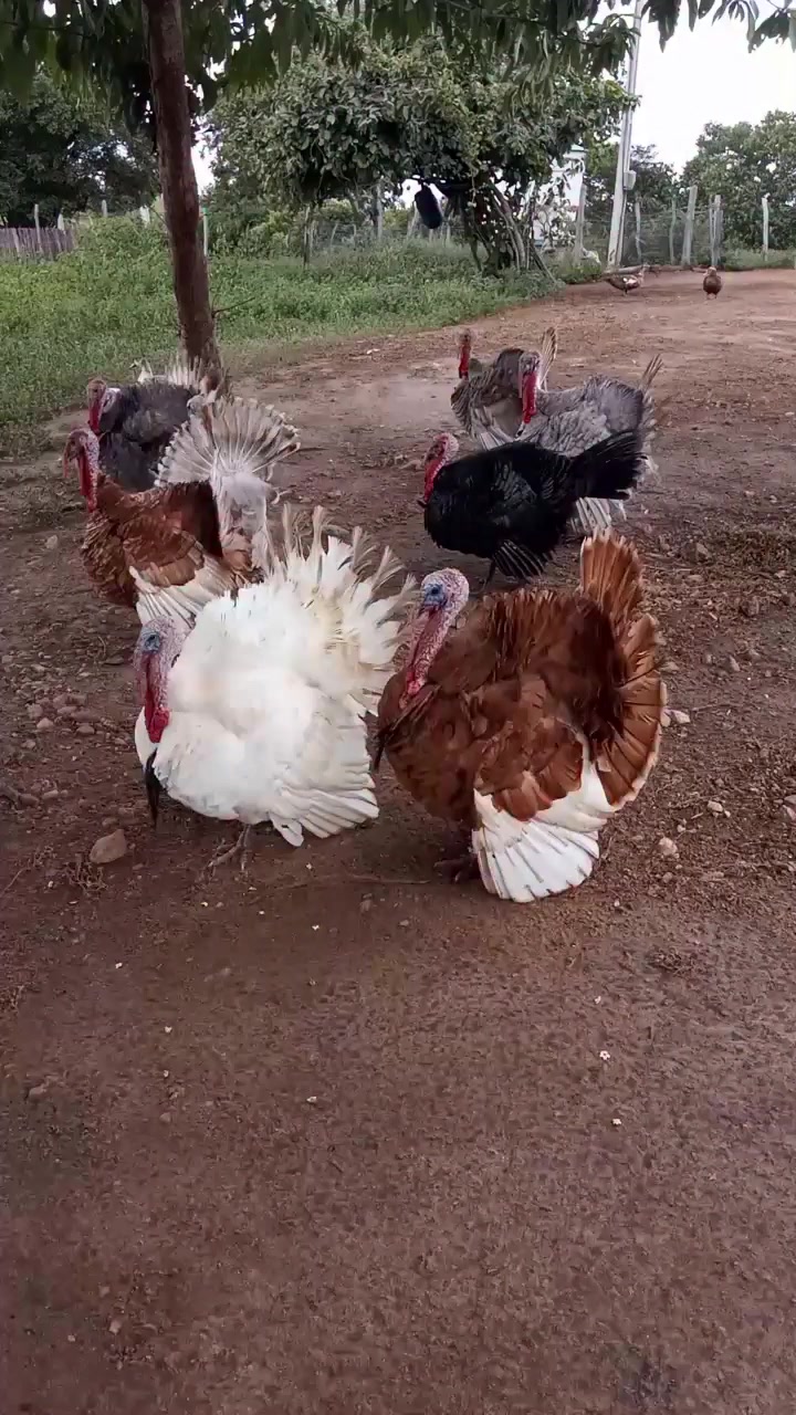 @Əziz Kürdəxanı FARM 𐱅𐰇𐰼𐰰