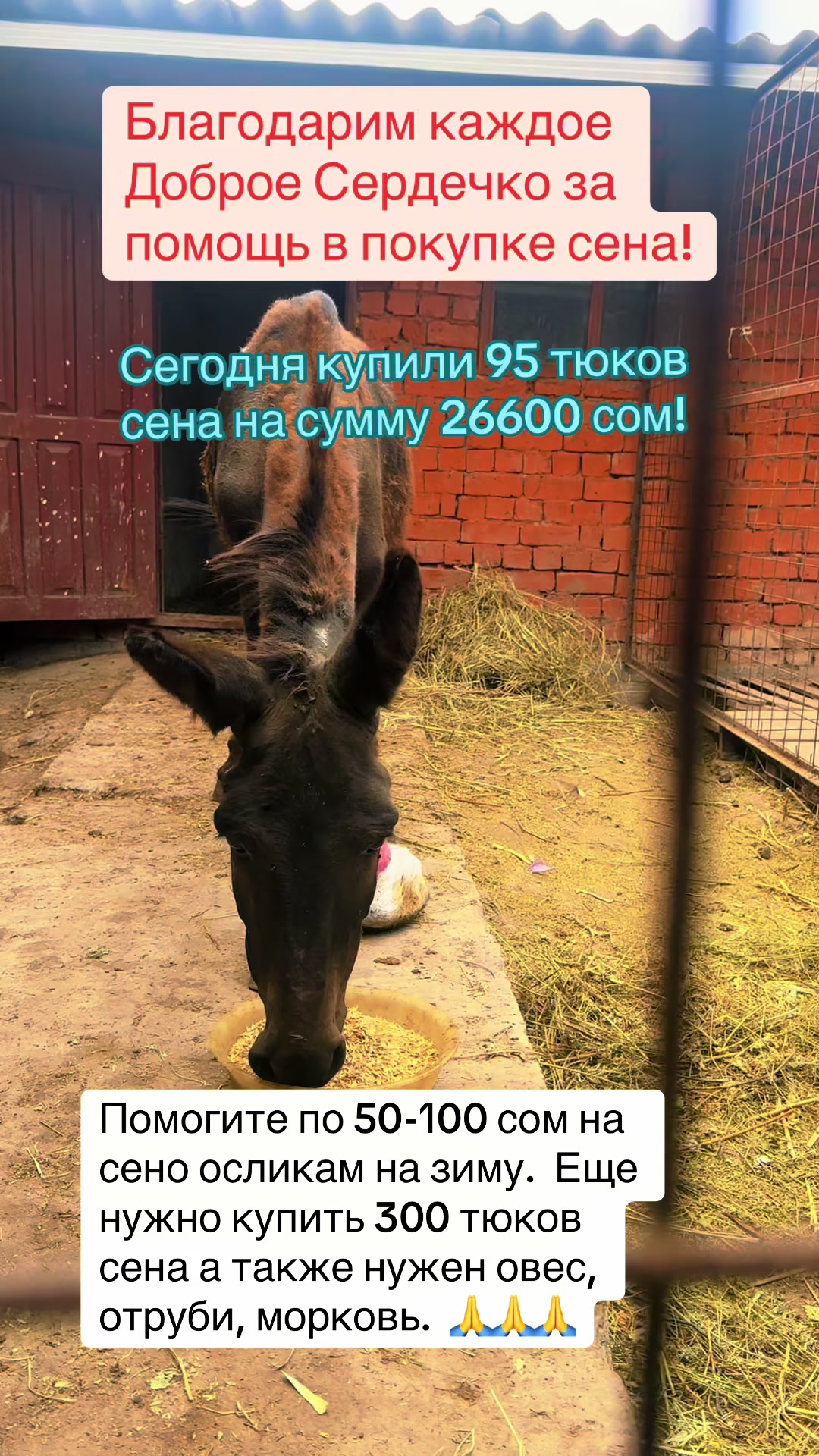 @Приют Ковчег Кыргызстан