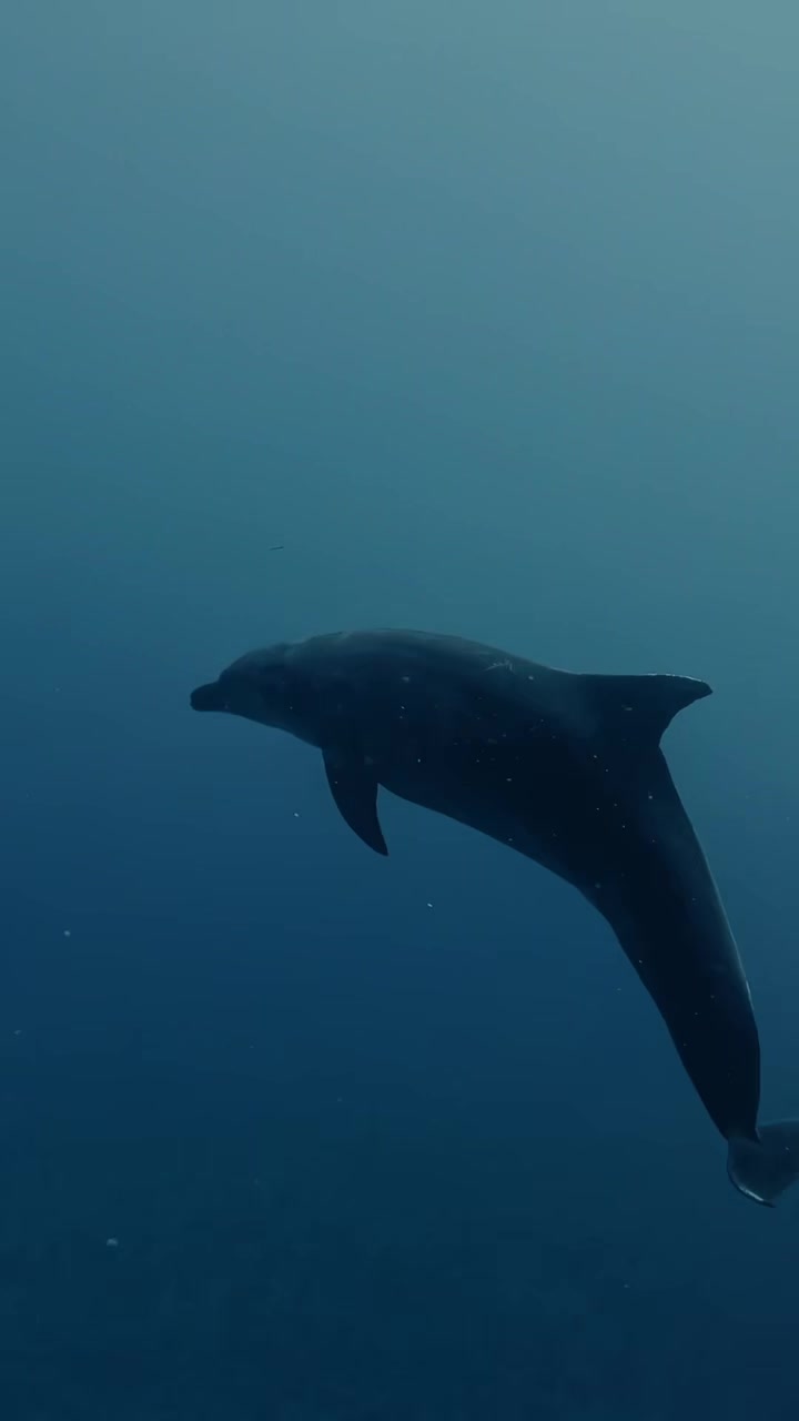 @Seahorsedive