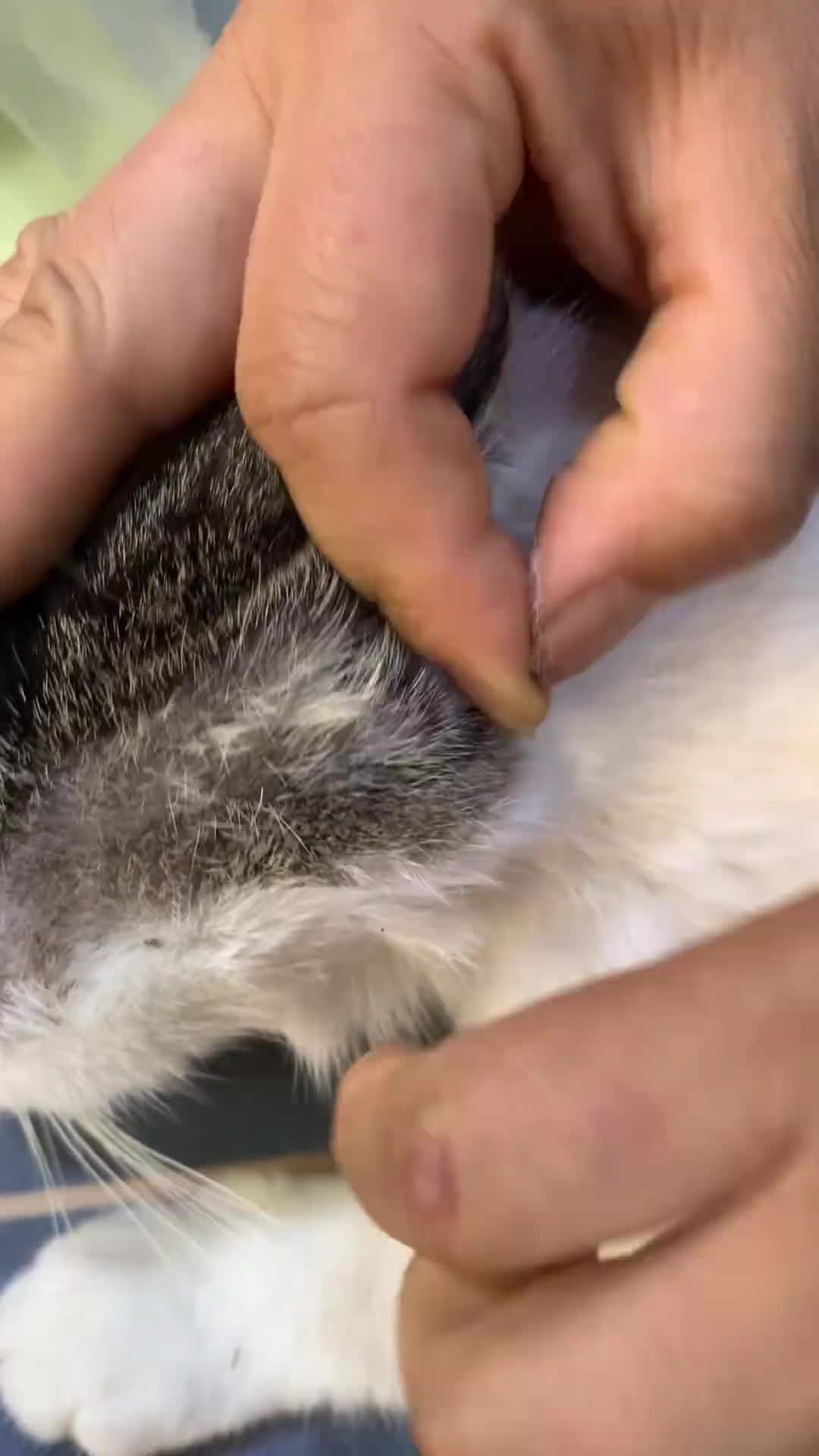 @CAT