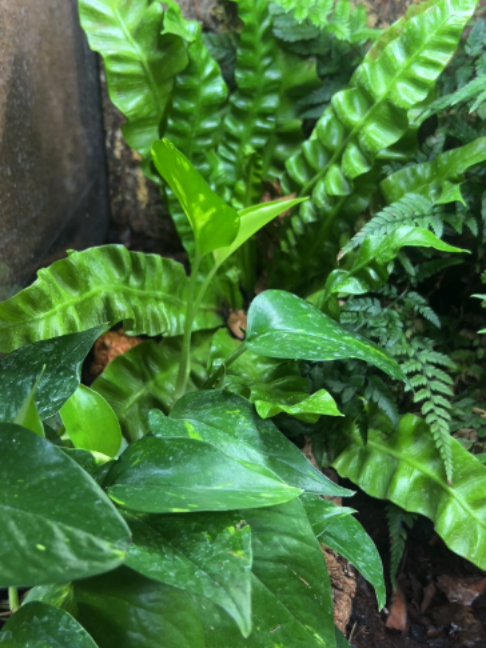 @prorep_reptile