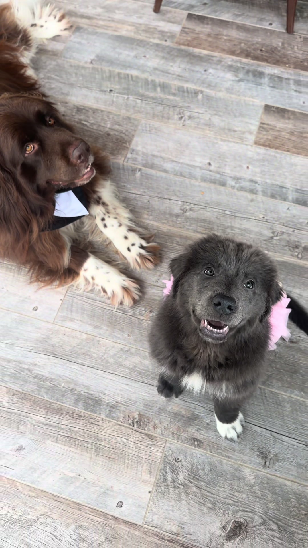 @Chewy The Newfoundland
