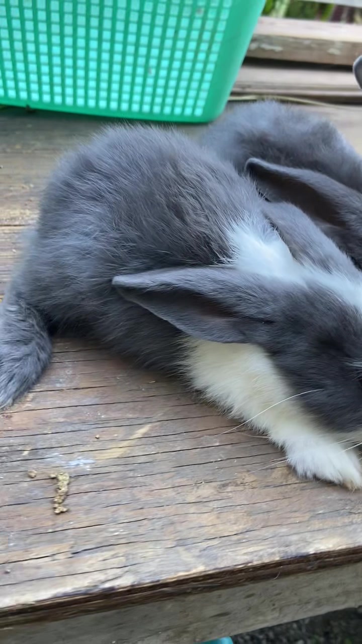 @HappyHoppersRabbitry