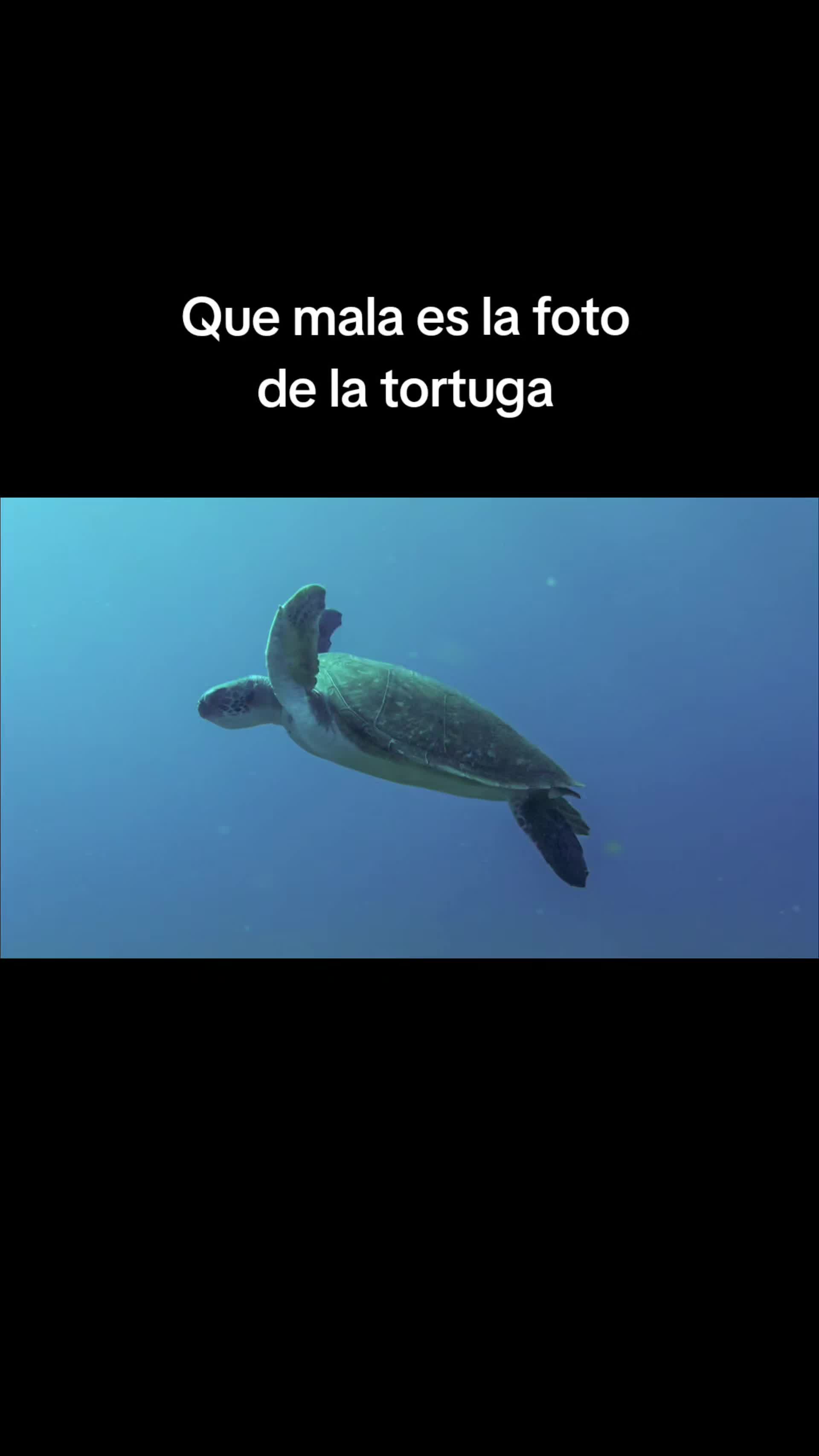 @Elenilla.p