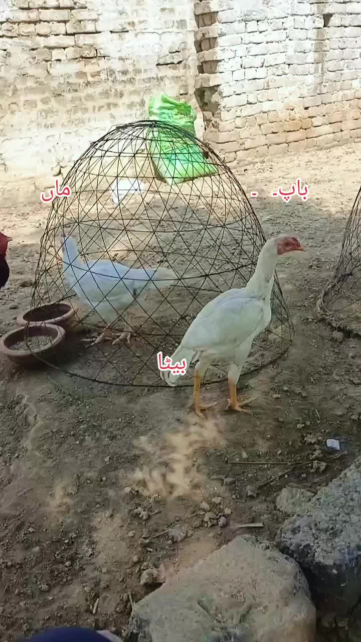 @Sigma