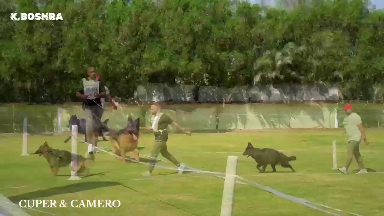 @Dogs Egypt - Ahmed Baher