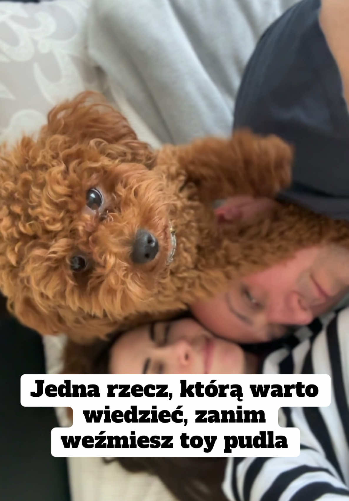 @Benni 🐾 IG: benni_toypoodle
