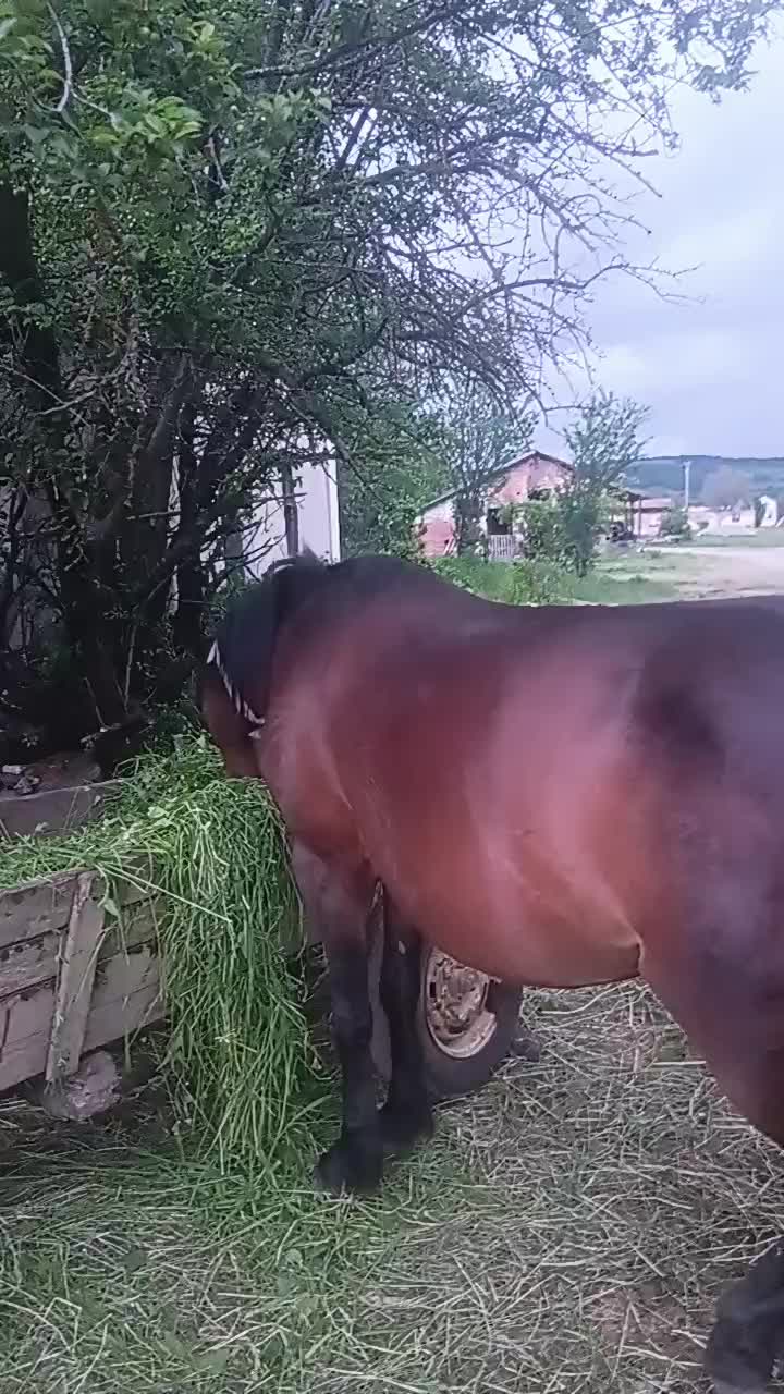 @петар сваляаца
