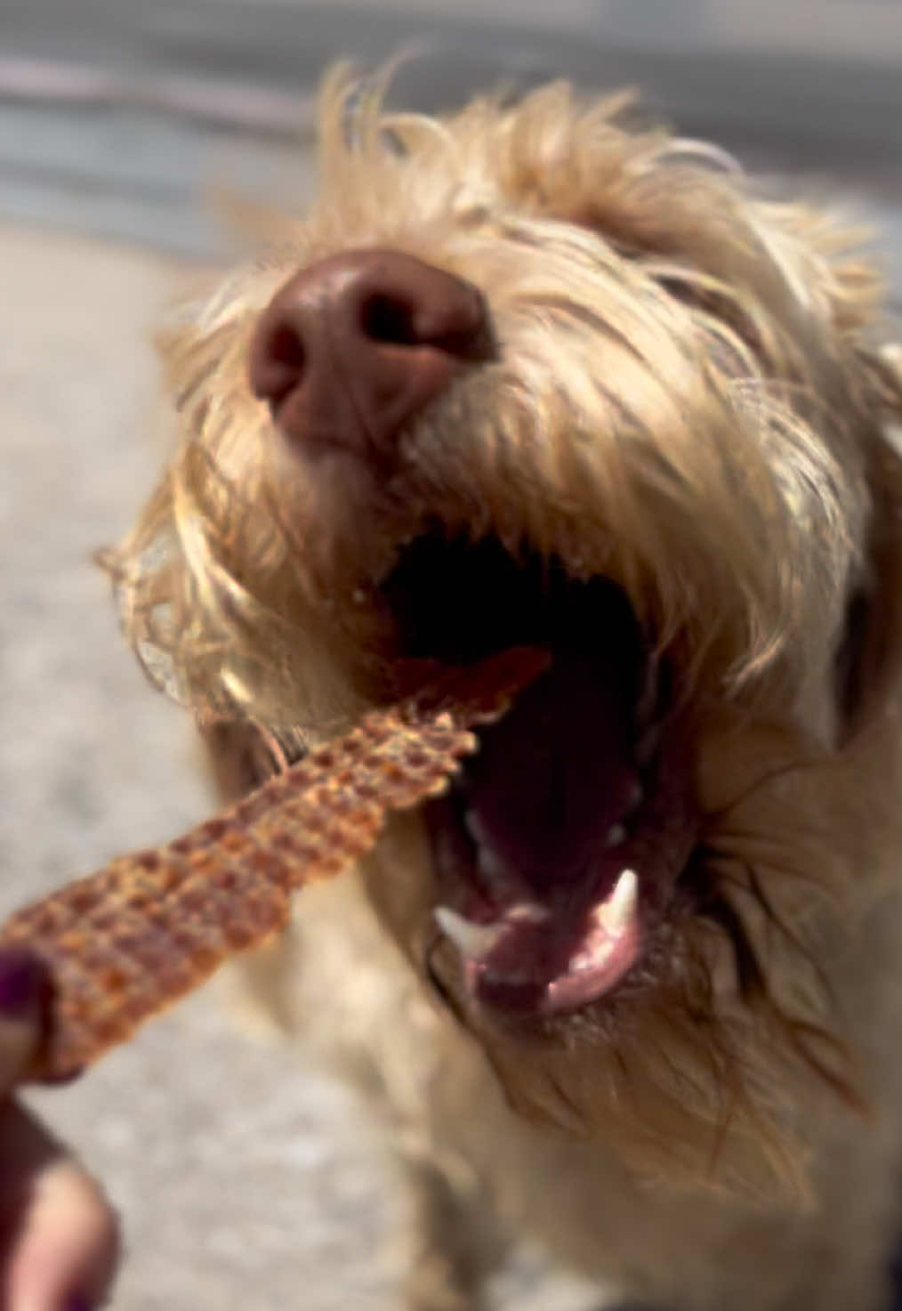 @Croesy Canine Services