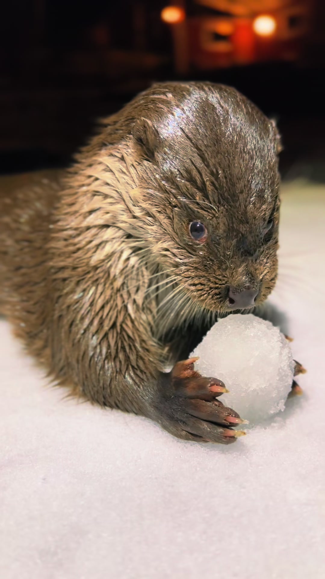 @Leya Otter