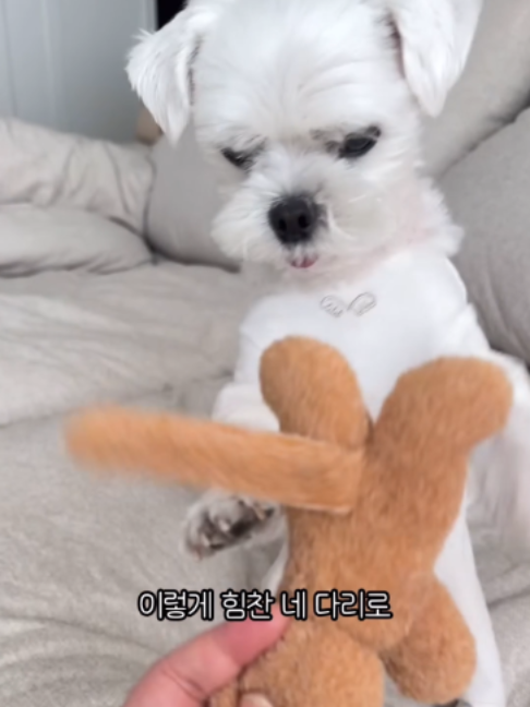 @멍멍일기