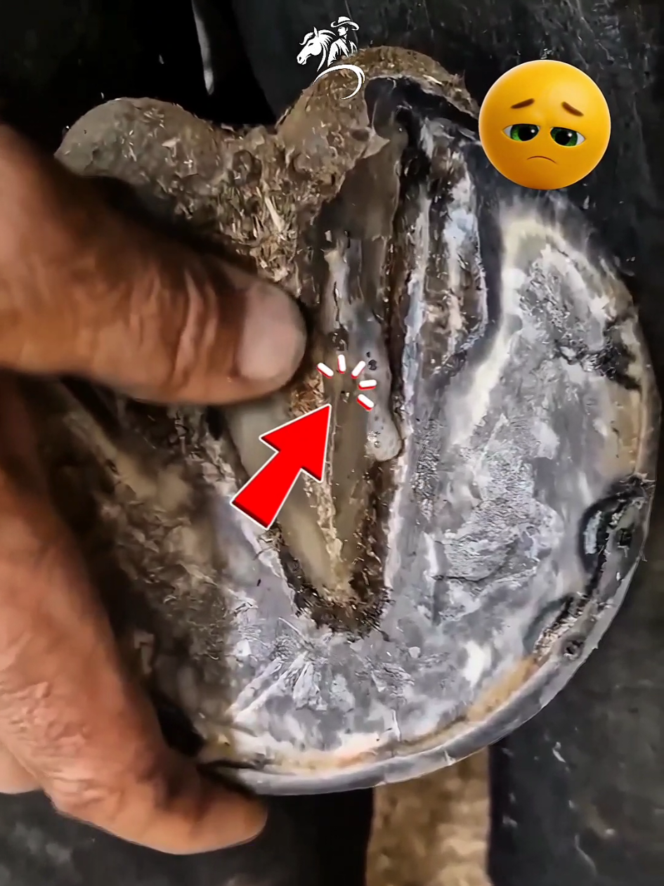@American Farrier 🇺🇸🇺🇲