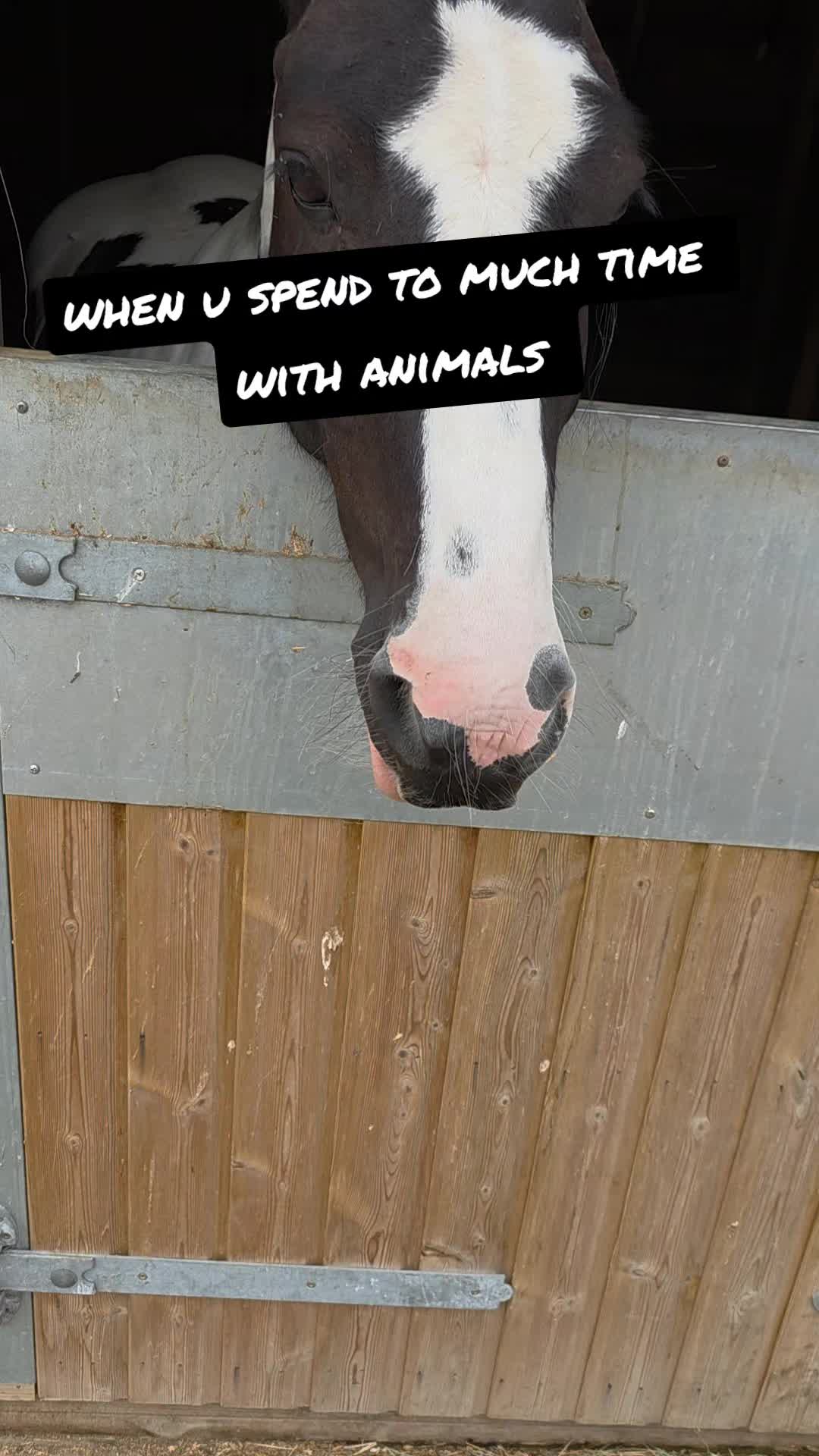 @Jp's Pet nation