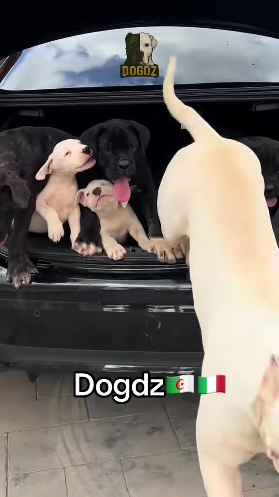 @dogdz🏴☠️🇩🇿