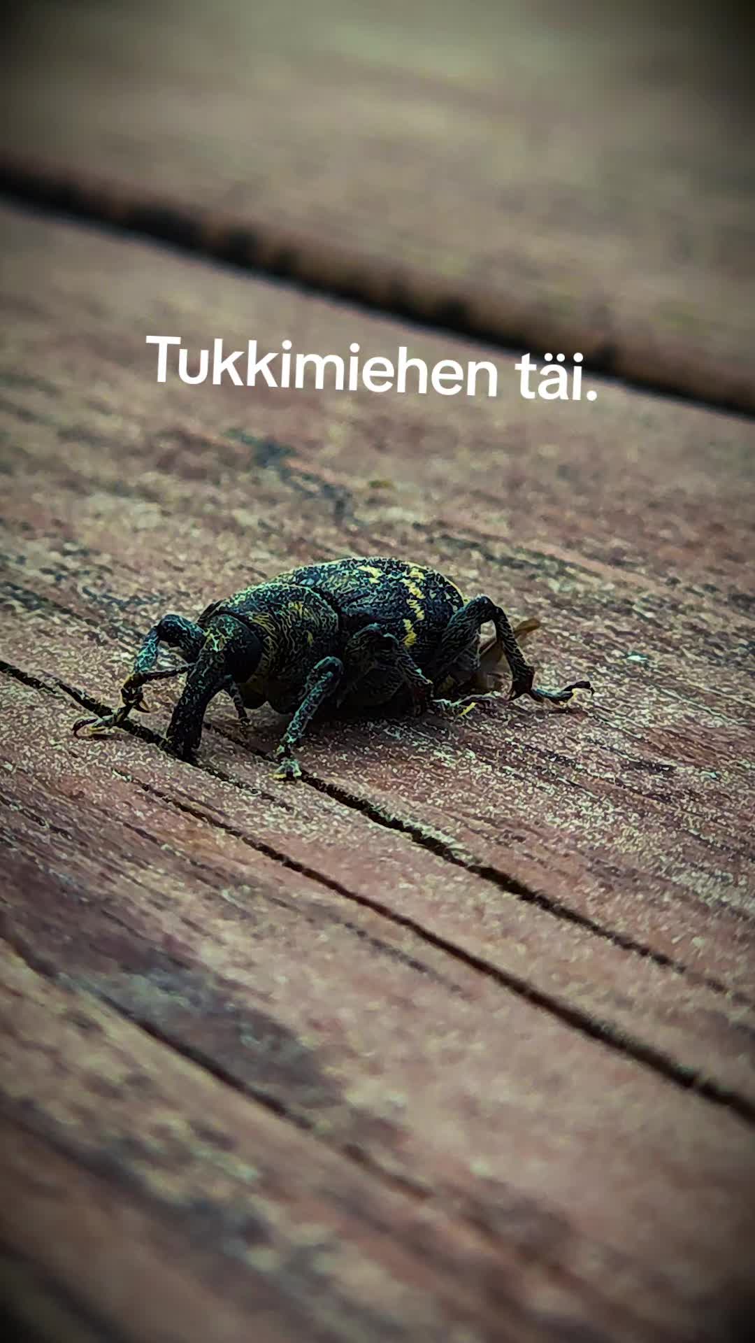 @Kauppaneuvos Laatu