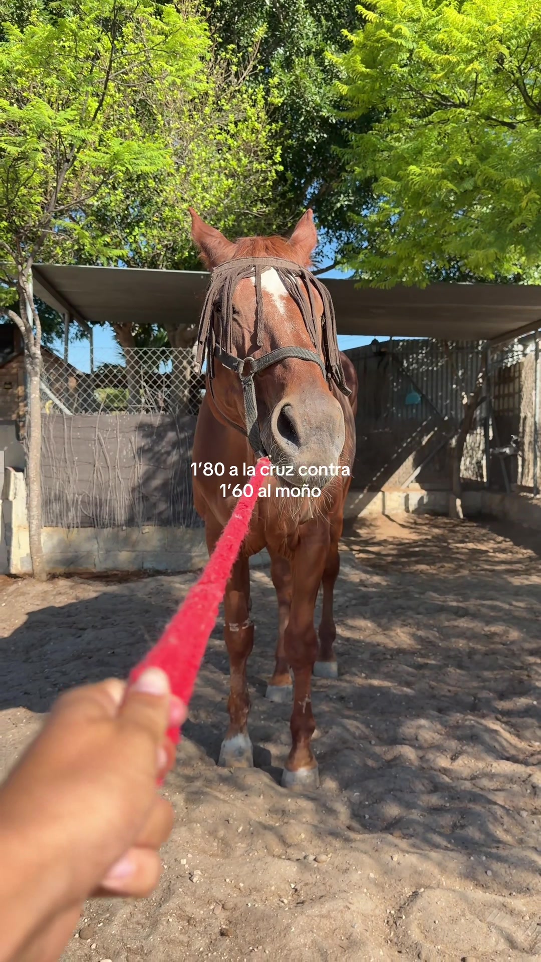 @MyHorse