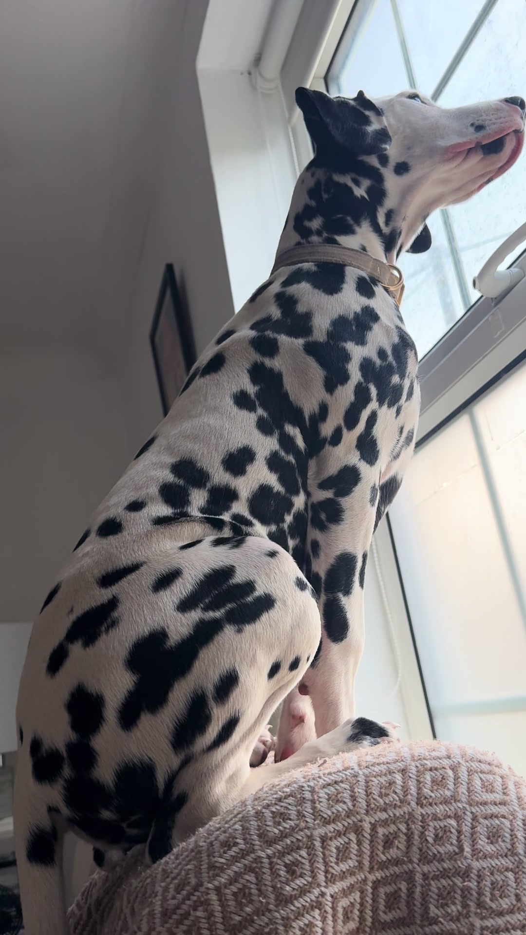 @Tommy & Babbles the Dalmatian