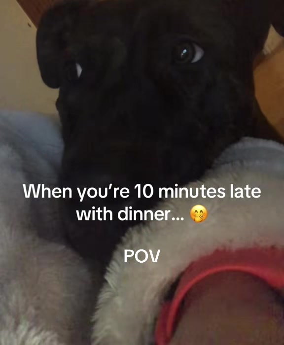 @TheCatandDogTeam