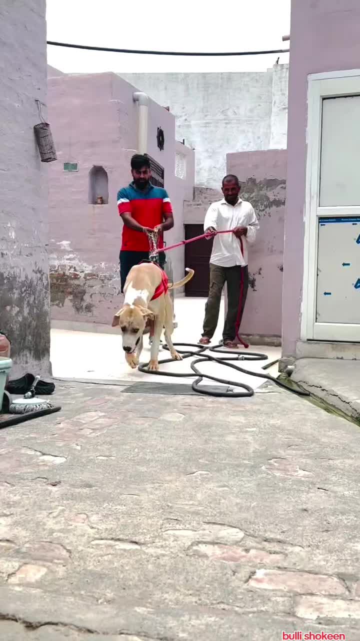 @bullishokeen2
