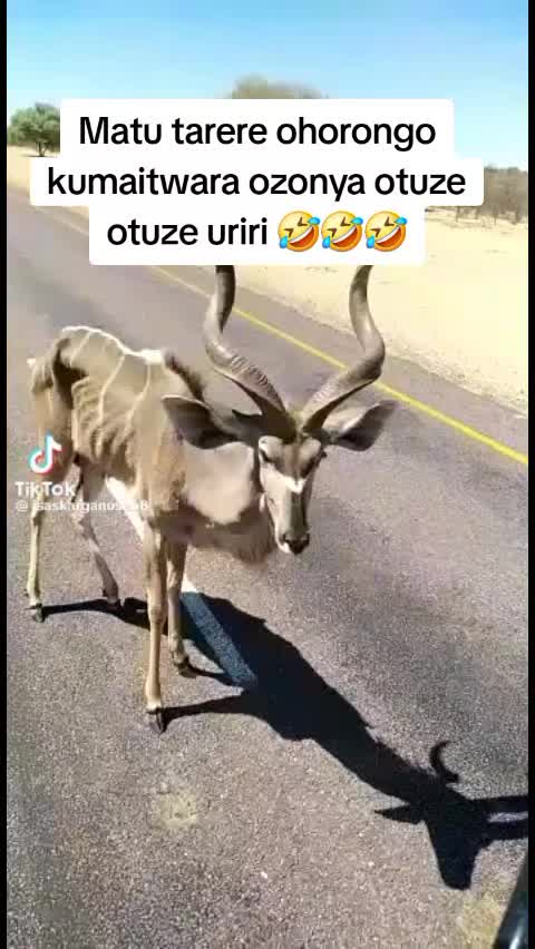 @King Zaako🇳🇦🫡