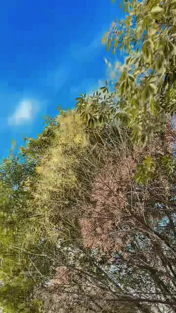 @🅀🅄🄴🄴🄽 🄻🄸🅅🄴
