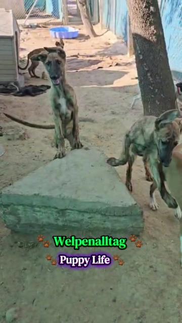@Parenas Pfotenhilfe