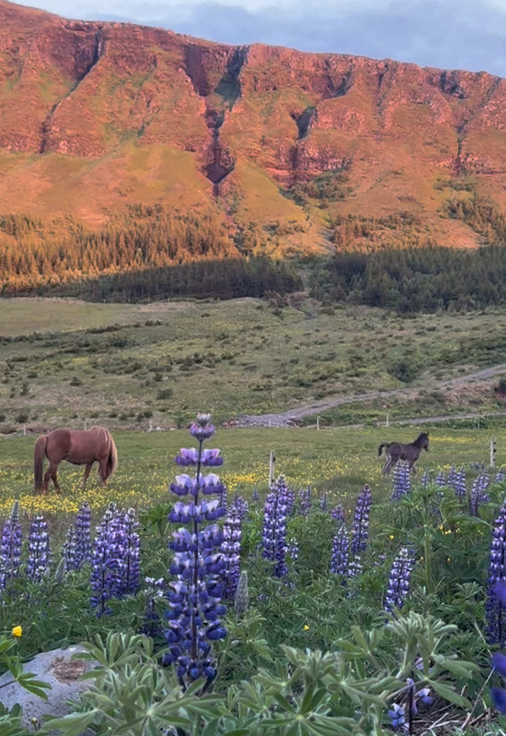 @iceland_lovers