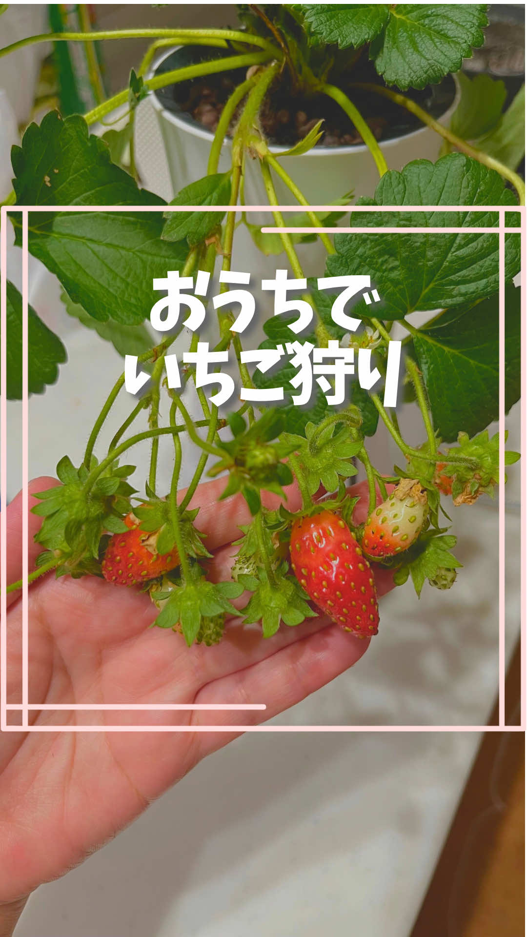 @はる|年間100種類の野菜を育てる3児のママ🍅