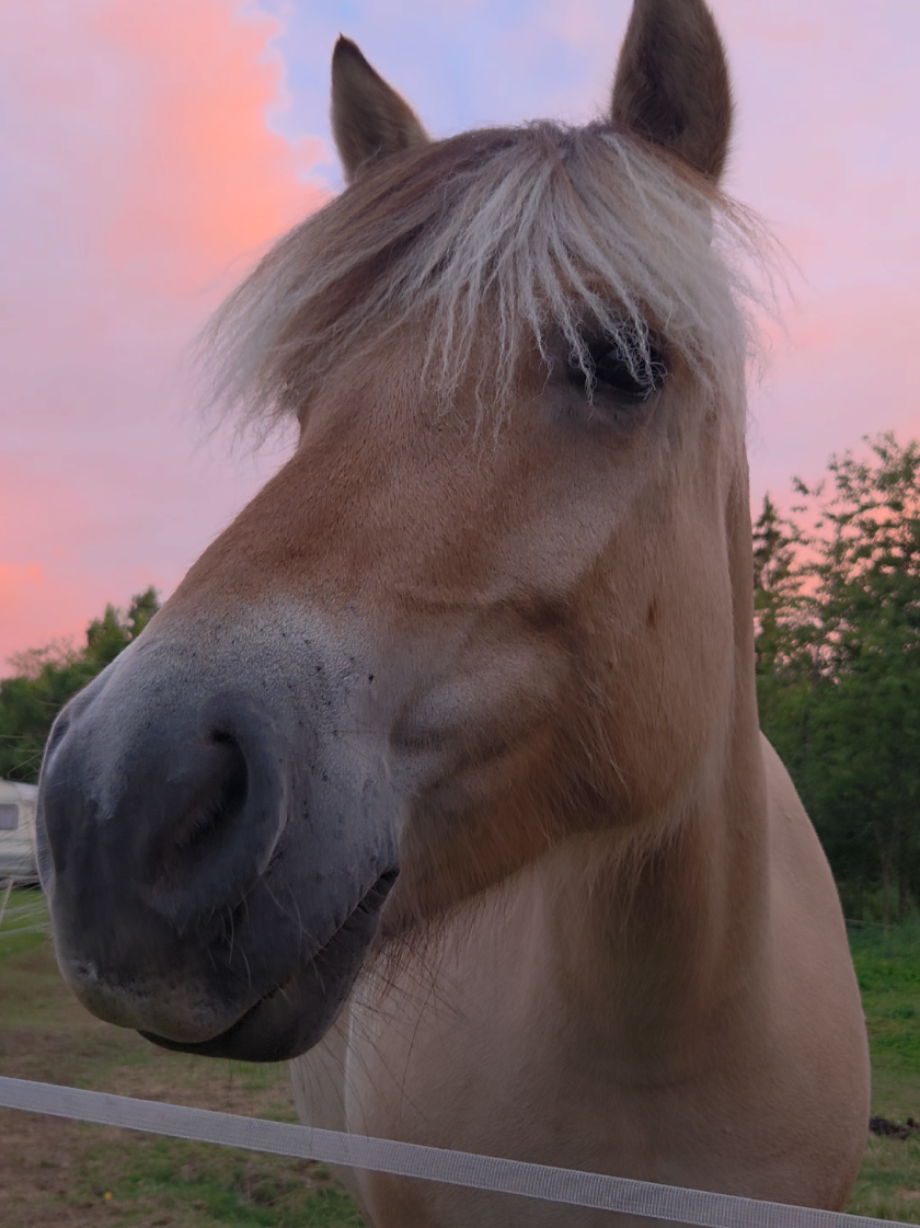 @🤠💛🦬𝐂𝐚𝐣𝐬𝐚🦬💛🤠
