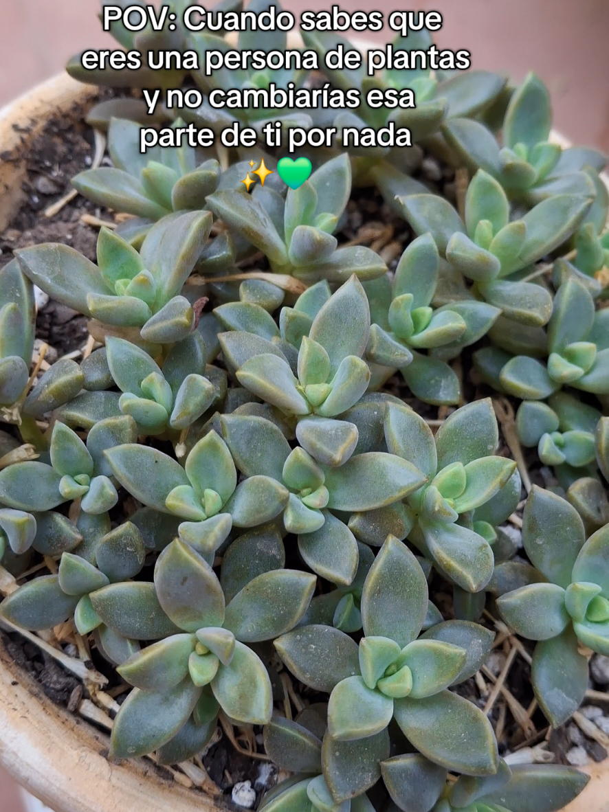 @Succulent_ninja