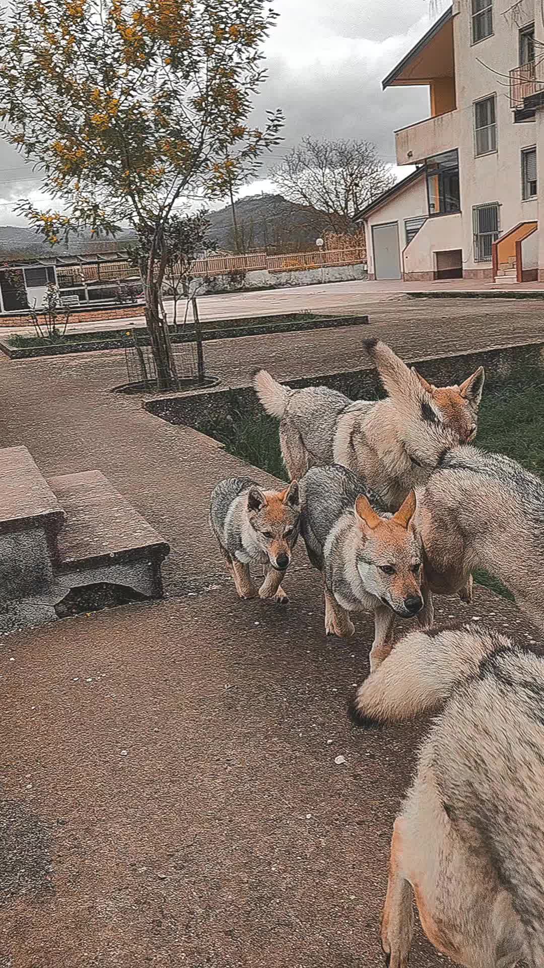@Lupi del basileus