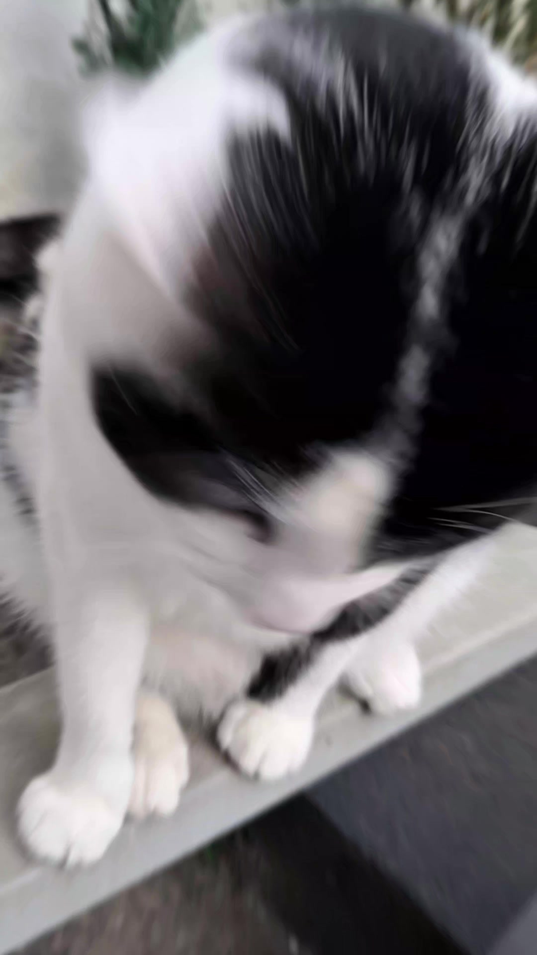 @Snuggles The Cat