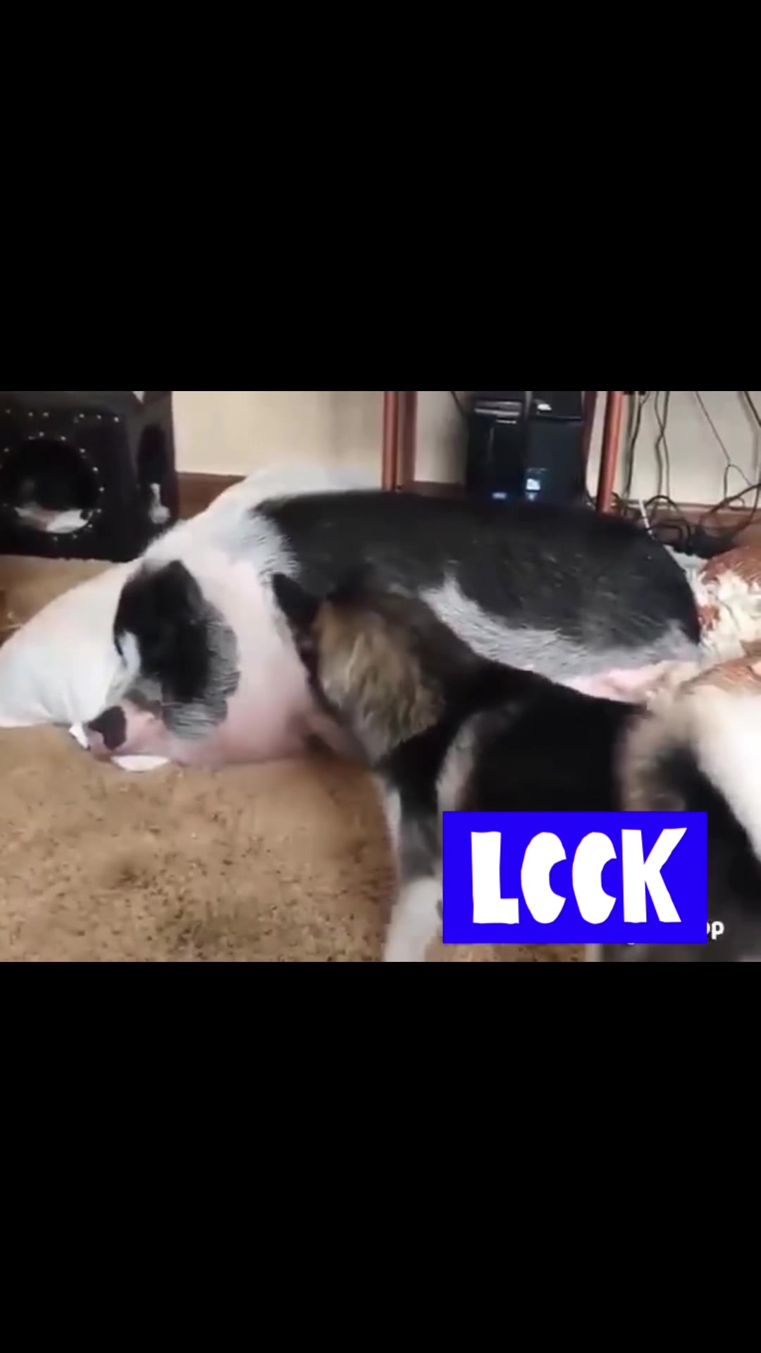 @Mum to 2 Rottweilers