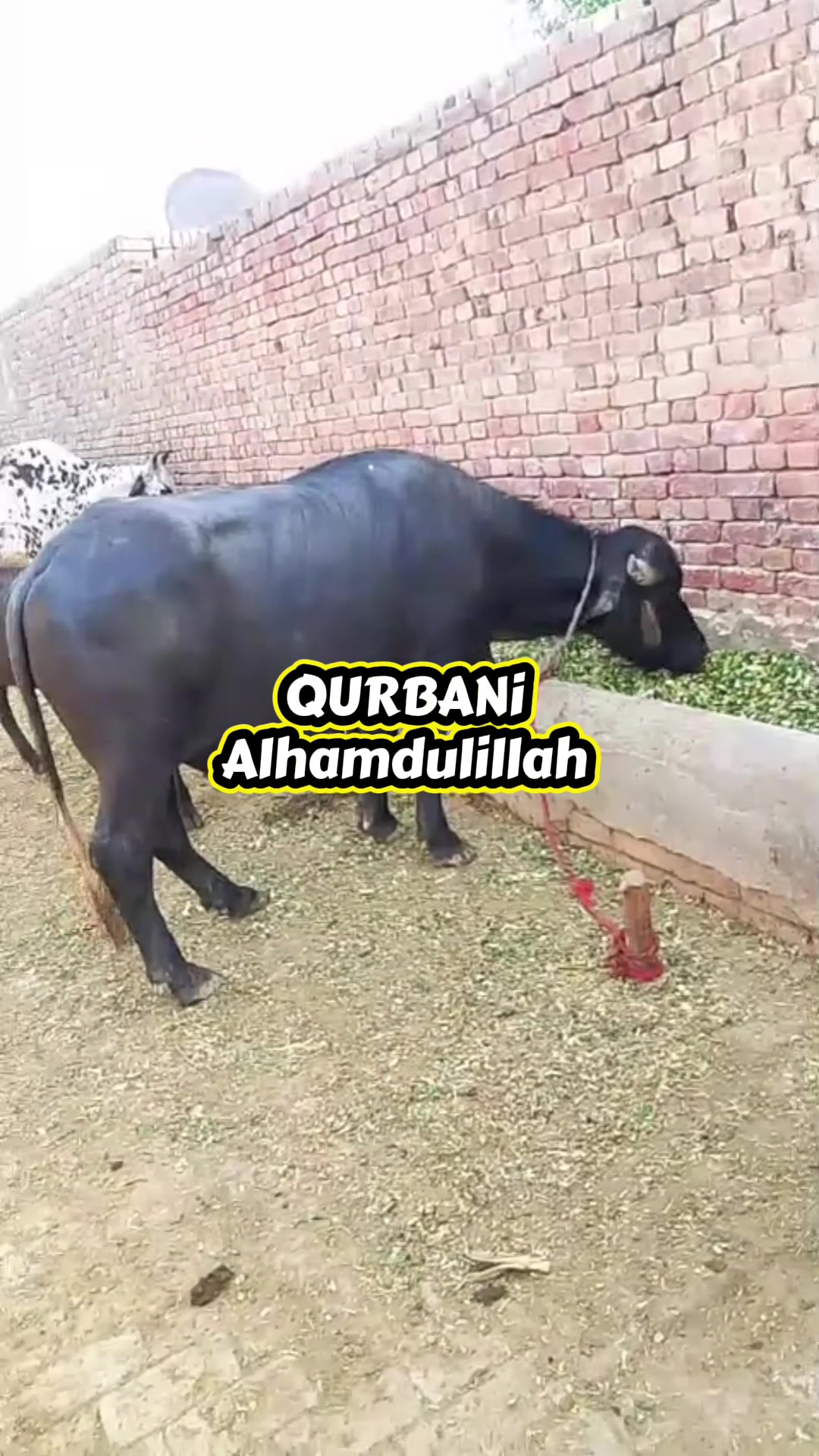 @Mr’s Awais