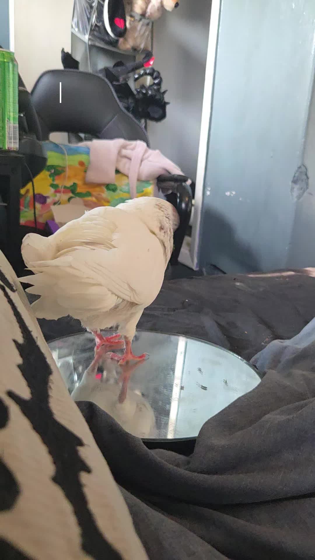 @S.Char.The.Pigeon.Lady🌙🖤Xx