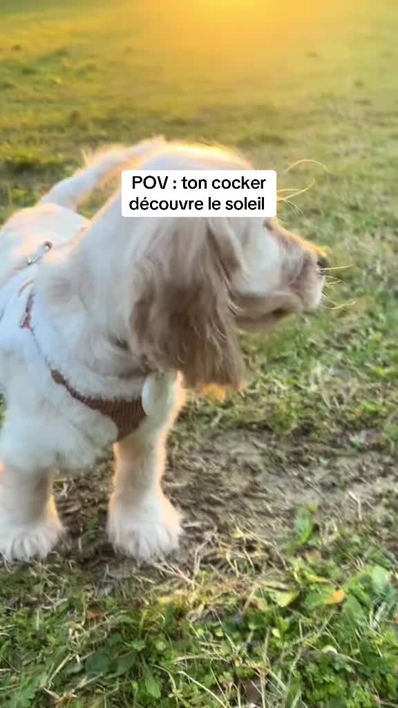 @coeur.de.cocker