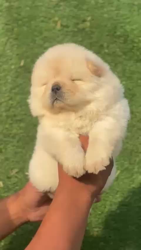 @Dr.virdisarpanch999