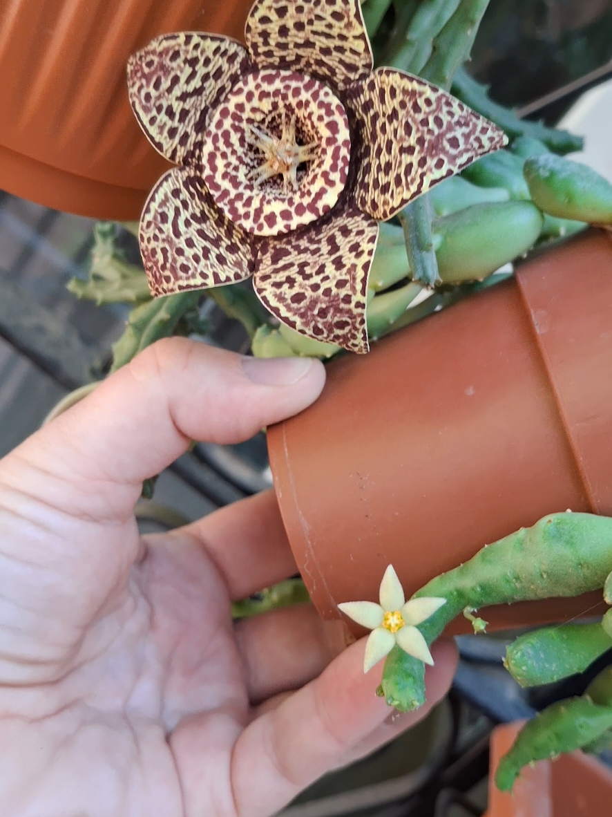 @Succulent_ninja