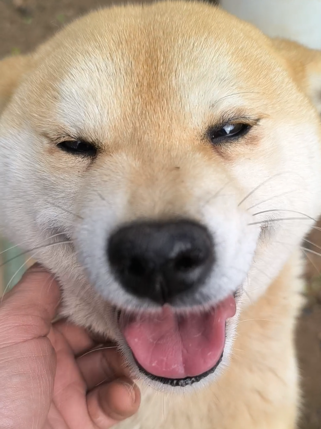@Demona's Hellhounds Kennel