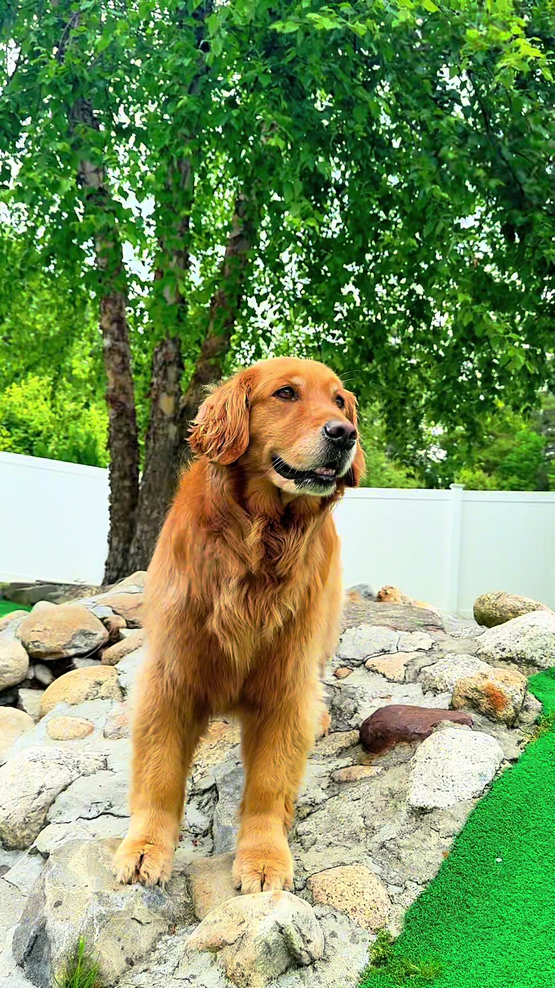 @Browndoginn
