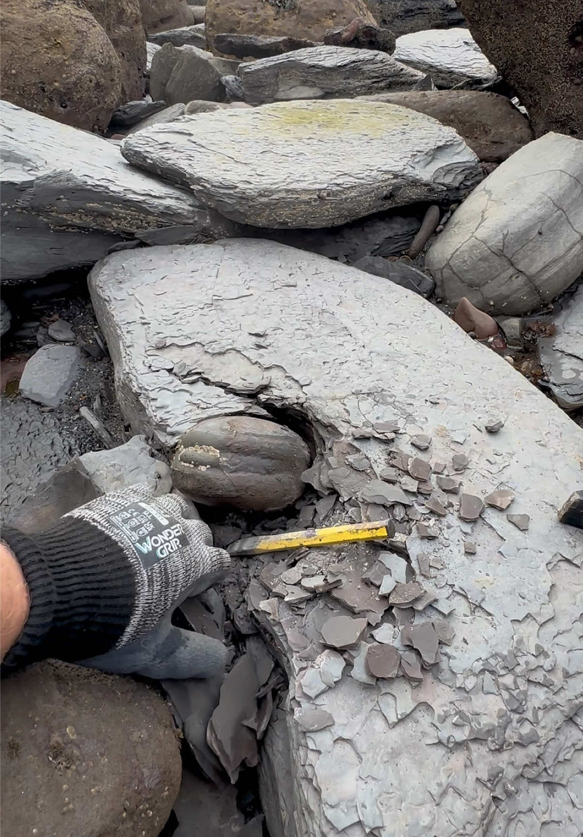 @yorkshire.fossils