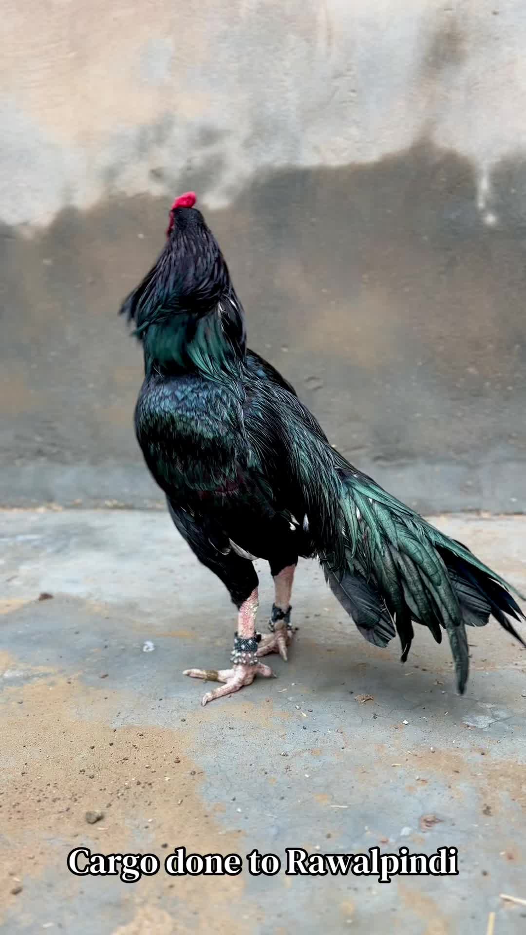 @Professionalaseelbirds2
