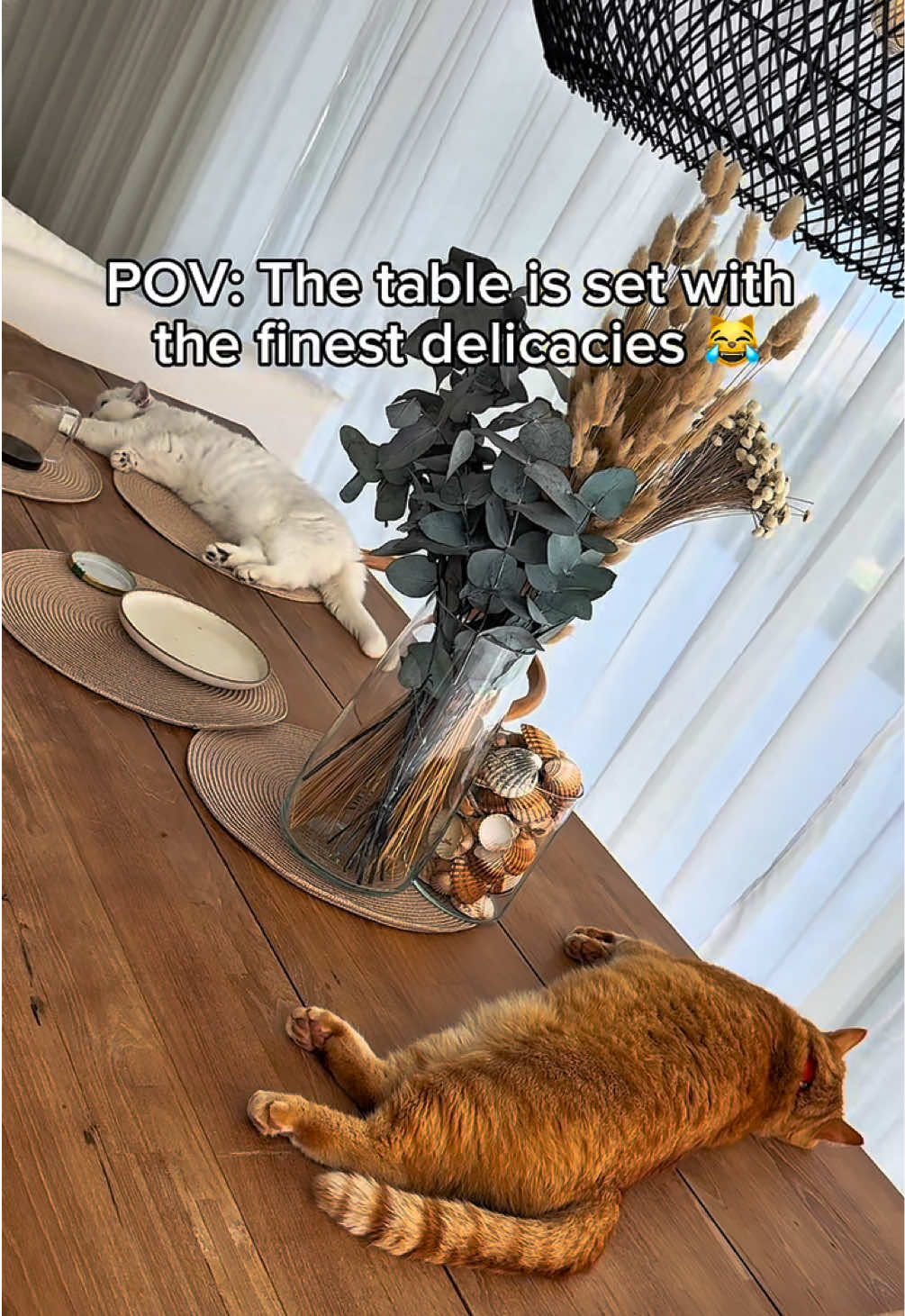 @Mitay_cat