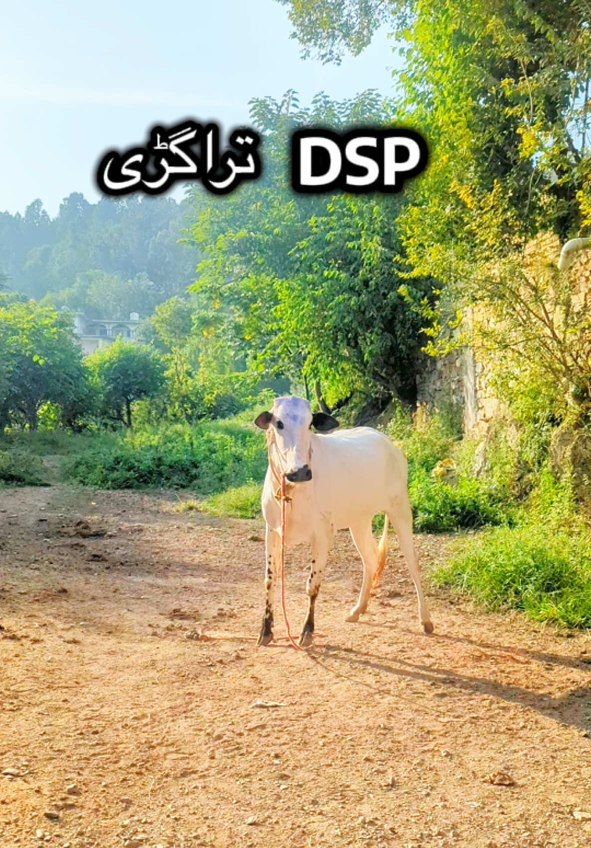 @محمد جنید (ایبٹ آباد)