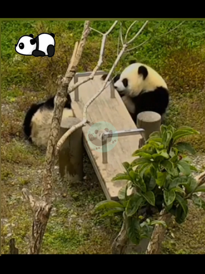 @Pandavibes