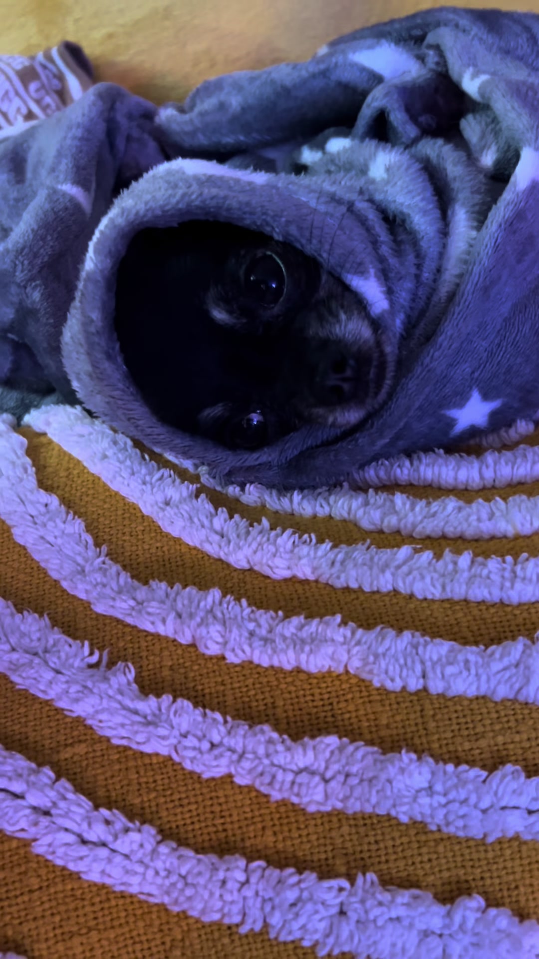 @tiktok-Taco Bell 🛎️